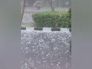 Surabaya Hujan Es, Angin Kencang Sebabkan Pohon Tumbang
