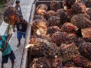 Hari ini ekspor CPO dibuka, Yakin harga minyak goreng turun?