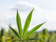 Thailand legalkan ganja dan budidaya ganja di rumah