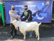 Hari Raya Idul Adha 1443 H, Polrestabes Surabaya Salurkan 19 Ekor Sapi dan 73 Kambing ke Yayasan serta Pengurus Masjid