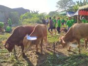 VIRAL.. Hewan menggemaskan ini jadi dikurbankan
