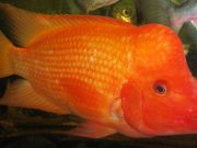 Yuk… Mengenal Lebih Dekat Ikan Red Devil Danau Toba