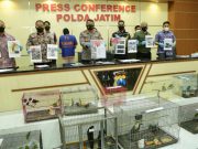 Polda Jatim Gagalkan Jual Beli Satwa Dilindungi Serta Amankan 304 Satwa