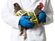 Belum Ditemukan Varian 2.3.4.4b di Jabar, Pemdaprov Lakukan Tujuh Langkah Pencegahan Flu Burung