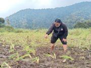 Edelweis Rawa Rusak Akibat Event Trail, Pihak Ranca Upas: Panitia Blunder
