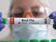 Kemenkes Himbau Masyarakat Waspadai Flu Burung, Begini Pencegahannya!