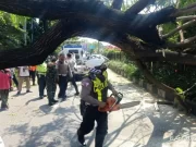Pohon Setinggi 10 Meter Tumbang di Depan DTC Wonokromo Surabaya