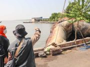 Bangkai Paus Balin di Surabaya Dievakuasi untuk Dikubur lalu Dimuseumkan