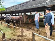 RPH Surabaya Pastikan Hewan Kurban Bebas Lumpy Skin Disease