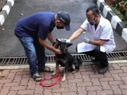 Awas Rabies, Ini Pertolongan Pertama usai Digigit Anjing
