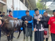 Sapi Kurban untuk Warga Surabaya