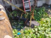 Sapi Untuk Kurban Milik Warga Morokokrembangan Surabaya Nyemplung Bosem