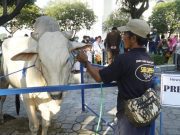 RPH Surabaya Prediksi Penjualan dan Jasa Potong Hewan Kurban Naik 10 Persen Tahun Ini