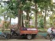 Kronologi Dua Anak Terluka Diserang Monyet di Jagir Surabaya