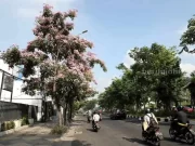 Bunga Tabebuya di Jalanan Protokol Surabaya Bermekaran