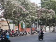 Bunga Tabebuya Mulai Bermekaran, Ini Lokasi Paling Favorit untuk Mengambil Foto