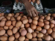 Pemicu Harga Telur Naik di Surabaya, Tembus Rp 32 Ribu per Kg