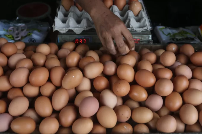 Telur-Ayam-Salman-Toyibi-6