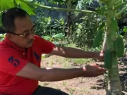 Cak Ji ajak warga Surabaya optimalkan “urban farming”