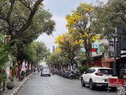 Bukan Jepang, Ini Cantiknya Jalan Braga Dihiasi Bunga Tabebuya