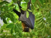 Badan Kesehatan AS Beberkan Proses Penularan Virus Nipah dari Hewan ke Manusia