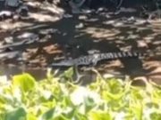 Buaya Terekam Kamera Warga Muncul di Sungai Jembatan Nginden Surabaya