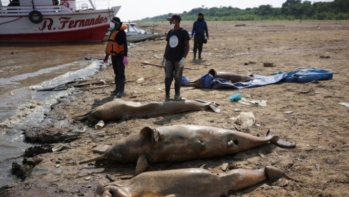 para-peneliti-dari-institut-pembangunan-berkelanjutan-mamiraua-mengambil-lumba-lumba-mati-dari-danau-tefe-aliran-sungai-solimo_169