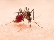 Mengenal Tahija Wolbachia
