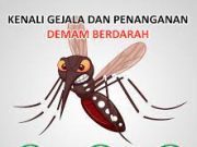 Surabaya Mulai Waspada Laporan Demam Berdarah menghadapi transisi iklim