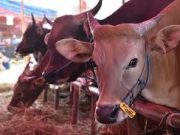 Berikut 5 Cara Menyimpan Daging Kurban