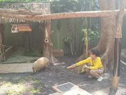 Pesona Satwa Baru Capybara dan Pendongeng dari Jakarta di Kebun Binatang Surabaya
