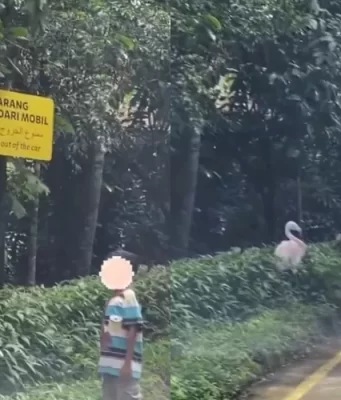 Bukan Untuk Ditiru, Nekat Keluar dari Mobil di Area Satwa di , Satu Keluarga Kena “Blacklist”