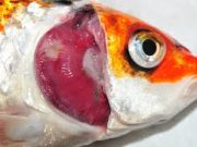 Mengenal Koi Sleepy Disease (KSD)