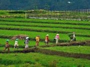 Ekonomi Indonesia Tumbuh 5,12% di Kuartal II-2025, Sektor Pertanian Jadi Penopang Utama