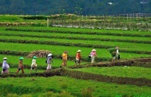 Ekonomi Indonesia Tumbuh 5,12% di Kuartal II-2025, Sektor Pertanian Jadi Penopang Utama