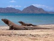 Pengakuan Global Tegaskan Keindahan dan Keunikan Komodo, Dorong Penerapan Pariwisata Berkelanjutan