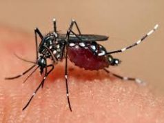 Kasus DBD Meningkat, Fogging Digencarkan untuk Tekan Penyebaran Nyamuk Aedes