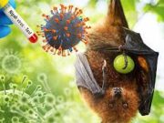 Wabah Virus Nipah Jadi Alarm Asia, Pemerintah Perketat Mobilitas Lintas Negara